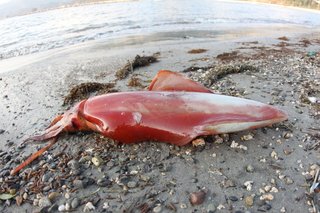 ソデイカキロ超を狙え この秋 乗合船でも狙える大物を釣りに行こう そのスリリングな釣り方は