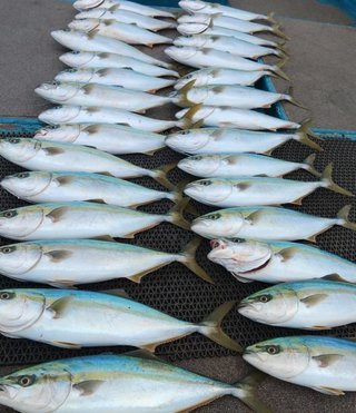 【釣果速報】和歌山県heyheyshipで全員ハマチ110匹以上ゲット！青物のぎっしり詰まったクーラーボックスは壮観！
