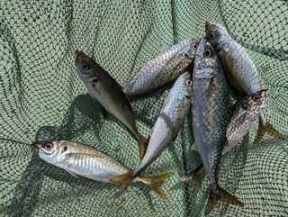 釣果