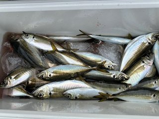 釣果