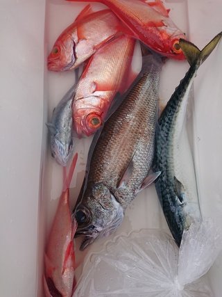 釣果