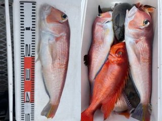 【釣果速報】海況悪いなか、マダイ・アマダイ・キントキなど豪華魚種揃う！千葉県新栄丸でクーラーボックスを人気ターゲットでいっぱいにしよう！