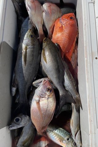 釣果