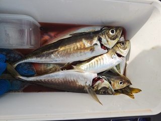 釣果