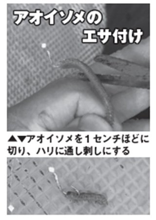 エサ付けの写真