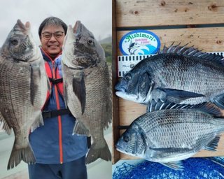 【釣果速報】福井県西森渡船でチヌ絶好調！！今後はますます大鯛の数釣りが楽しめるそうですよ！
