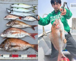 【釣果速報】マダイにサゴシ、ツバス！和歌山県虎丸に乗るとクーラーボックスが高級魚の宝石箱になるぞ！