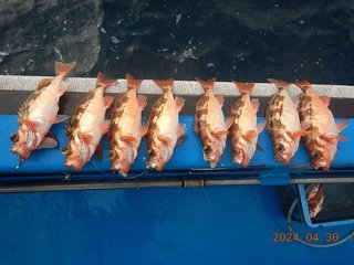 釣果
