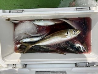 釣果