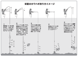 初夏のカワハギ釣り方イメージ