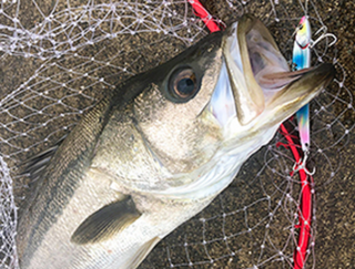 ビッグバッカーでシーバス&青物を釣り上げたい！定番の鉄板系