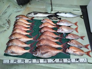 【釣果速報】和歌山県山田丸で53cmの良型マダイをゲット！活性上々で豪華なゲストが釣れる最高のシーズンに突入！