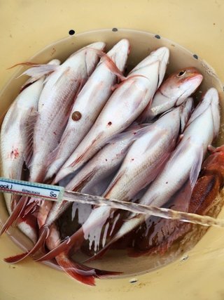 釣果