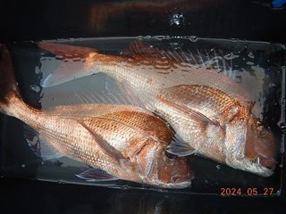 釣果