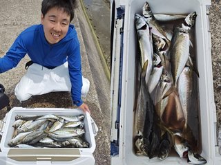 【釣果速報】アジ・ショウサイフグ・サバでクーラーボックスがパンパン！絶好調の千葉県フィッシュオン大勝は今後の釣行も期待大！