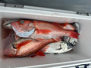 【釣果速報】静岡県安貞丸で1.00kgの良型アカムツGET！憧れの超高級魚をあなたも釣ってみませんか？