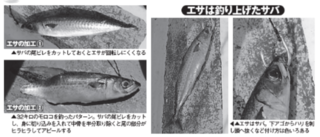 エサは釣り上げたサバ