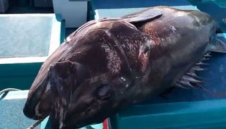 巨大魚イシナギは幻でなくマジで釣れる 呼び名は深海のドン 130kgの超巨大魚を釣り上げた体験談はこちら