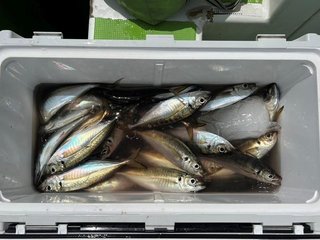 釣果