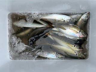 釣果
