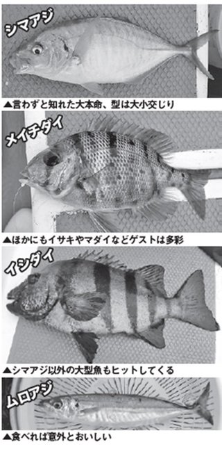 魚の写真