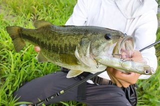 ブラックバスを食べる 臭いって発想はもう古いかも