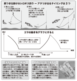 胴つき仕掛けのシロギス釣り－アタリが出るタイミングは3つ