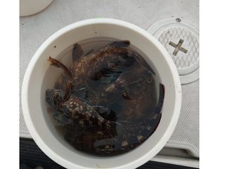 【釣果速報】良型カサゴが続々ヒット！根魚でクーラーをいっぱいにしたい方は東京都Sea Frogへ急げ～！