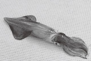 イカの写真