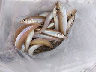 釣果