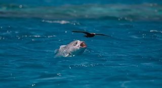 鳥も食べちゃう獰猛すぎる魚 通称gtと呼ばれるロウニンアジの迫力ある衝撃映像はこちら 動画