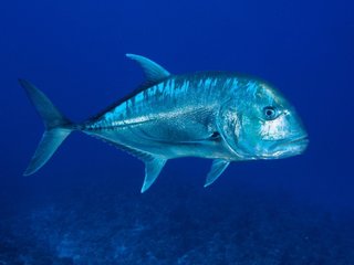 鳥も食べちゃう獰猛すぎる魚 通称gtと呼ばれるロウニンアジの迫力ある衝撃映像はこちら 動画