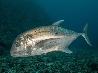 鳥も食べちゃう獰猛すぎる魚 通称gtと呼ばれるロウニンアジの迫力ある衝撃映像はこちら 動画