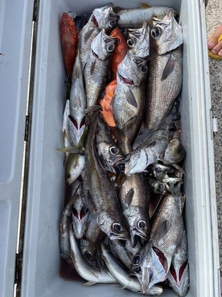 釣果