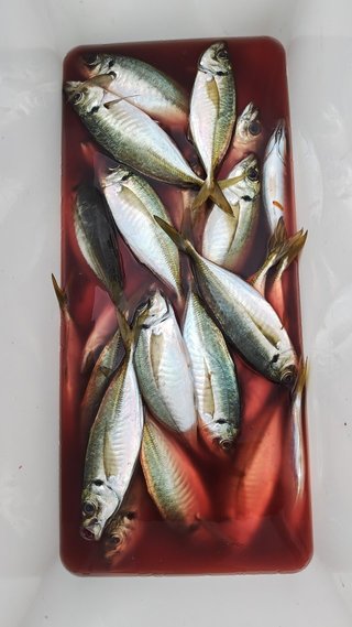 釣果