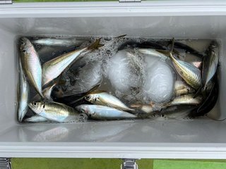釣果