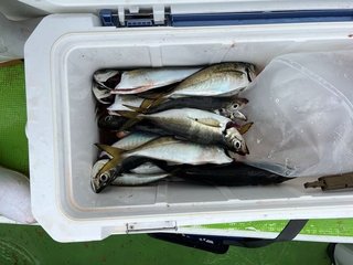 釣果