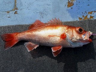 スロジギで釣る日立沖のアカムツ