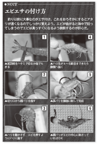 エビエサの付け方