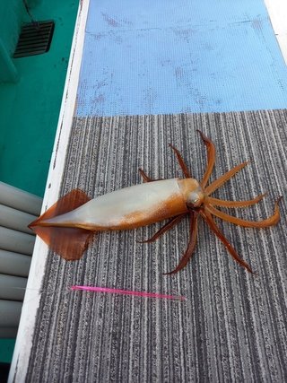 釣果