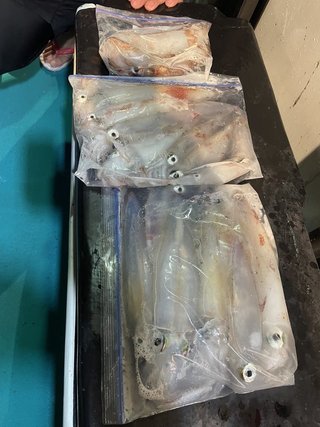 釣果
