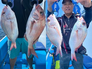 【釣果速報】マダイにカサゴ、マハタ！茨城県ことぶき丸に乗るとクーラーボックスが高級魚の宝石箱になるぞ！