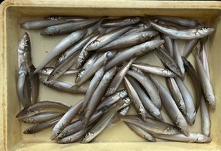 釣果