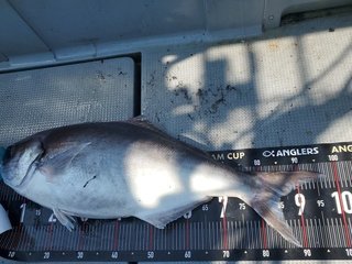 釣果