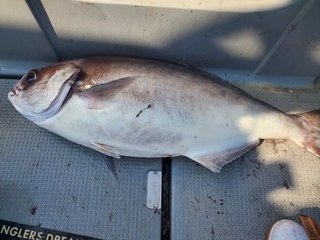 釣果