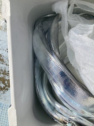 釣果