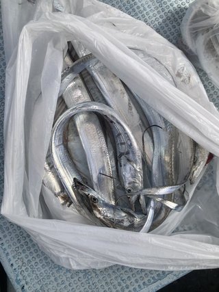 釣果