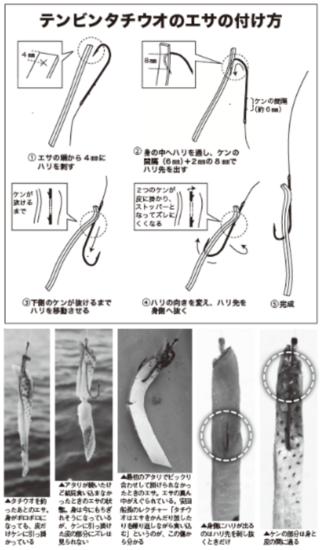 テンビンタチウオのエサの付け方