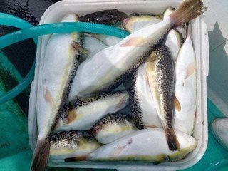 釣果