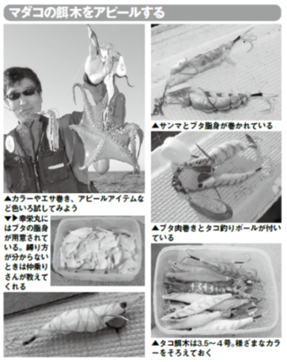 マダコの餌木をアピールする